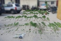 113 δενδρύλλια κάνναβης εντόπισαν οι αρχές σε σπίτι 55χρονης στην Καβύλη