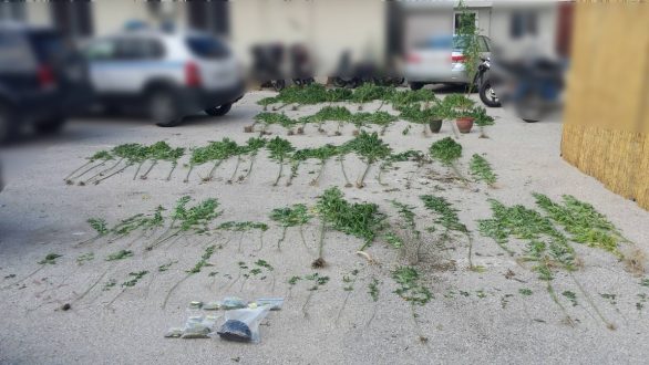 113 δενδρύλλια κάνναβης εντόπισαν οι αρχές σε σπίτι 55χρονης στην Καβύλη