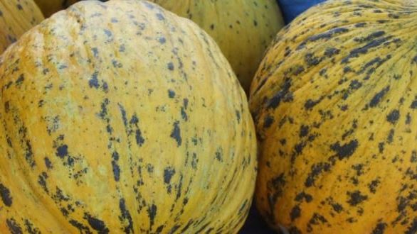 Π.Ε. Έβρου: Συστήνεται προσοχή και λήψη μέτρων στους παραγωγούς πεπονιού για την ασθένεια «Ωίδιο»