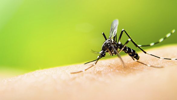 Γ. Γ. Δημ. Υγείας: Οι πολίτες να λάβουν μέτρα για τον ιό του Δυτικού Νείλου