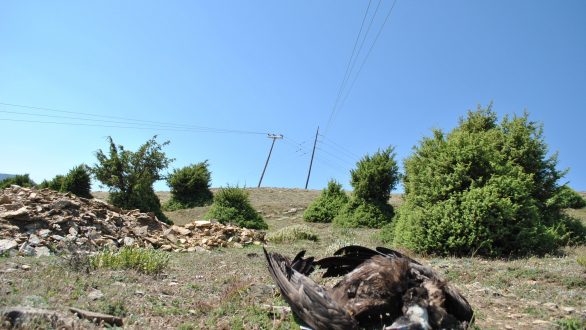 Νεκρός Μαυρόγυπας από ηλεκτροπληξία μετά από πρόσκρουση στα καλώδια του δικτύου ηλεκτρισμού