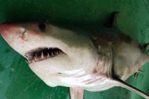 Λευκό καρχαρία της Μεσογείου έπιασαν ψαράδες μεταξύ Μαρώνειας – Σαμοθράκης!