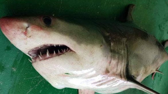 Λευκό καρχαρία της Μεσογείου έπιασαν ψαράδες μεταξύ Μαρώνειας – Σαμοθράκης!