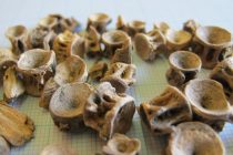 Καλοφαγάδες οι αρχαίοι Ελληνες, με προτίμηση στα μπαρμπούνια και τα χέλια