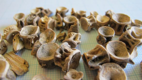 Καλοφαγάδες οι αρχαίοι Ελληνες, με προτίμηση στα μπαρμπούνια και τα χέλια