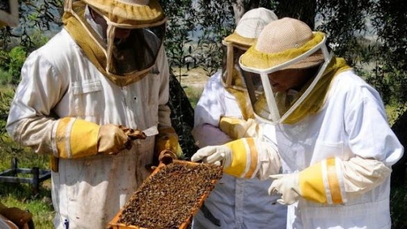 Με 5 δικαιολογητικά μελισσοκομικό βιβλιάριο σε Νέους