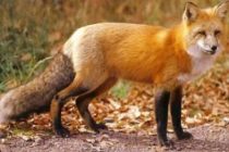Ξεκινούν οι ρίψεις εμβολιακών δολωμάτων για τη λύσσα των κόκκινων αλεπούδων