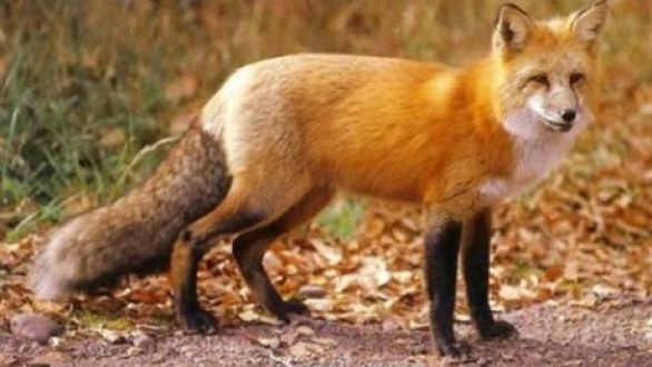 Ξεκινούν οι ρίψεις εμβολιακών δολωμάτων για τη λύσσα των κόκκινων αλεπούδων