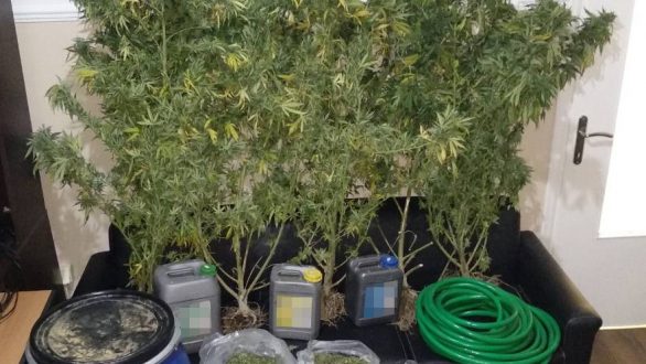 Συνελήφθη 35χρονος με φυτεία κάνναβης σε δασική περιοχή του Έβρου