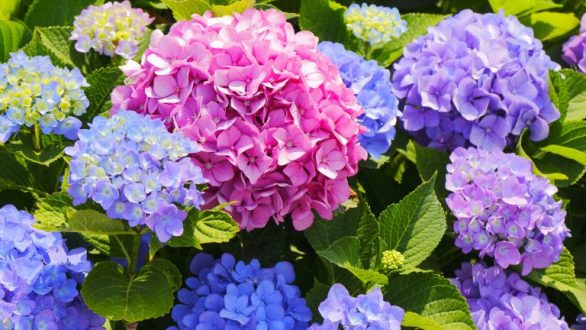 7 πανέμορφα λουλούδια που αντέχουν χειμώνα καλοκαίρι!