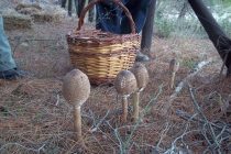 10η Γιορτή Μανιταριού στο Δάσος της Δαδιάς