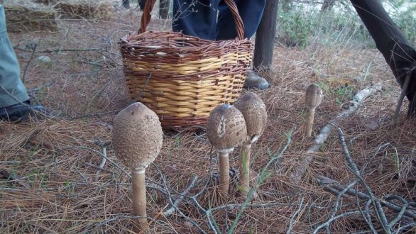 10η Γιορτή Μανιταριού στο Δάσος της Δαδιάς