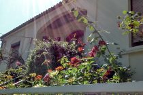 Του Φθινοπώρου τα λουλούδια…καιρός για χρυσάνθεμα και όχι μόνο….