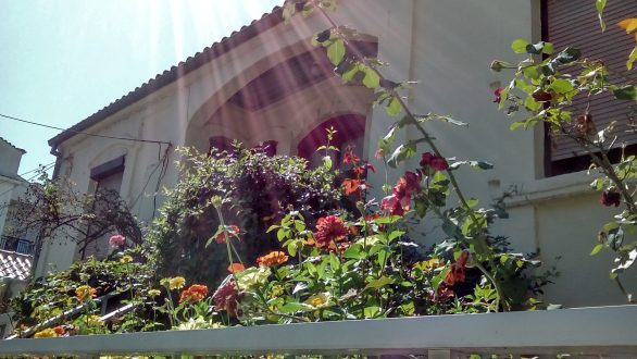 Του Φθινοπώρου τα λουλούδια…καιρός για χρυσάνθεμα και όχι μόνο….