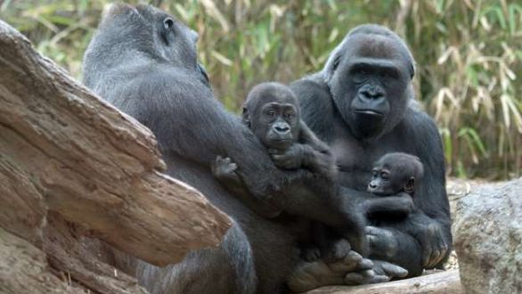  WWF: H Γη έχασε το 60% των άγριων ζώων σε μόλις 40 χρόνια!