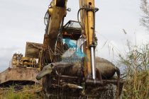 Πυροβόλησαν άγρια άλογα στο Δέλτα Έβρου