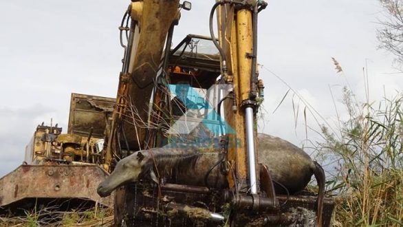 Πυροβόλησαν άγρια άλογα στο Δέλτα Έβρου