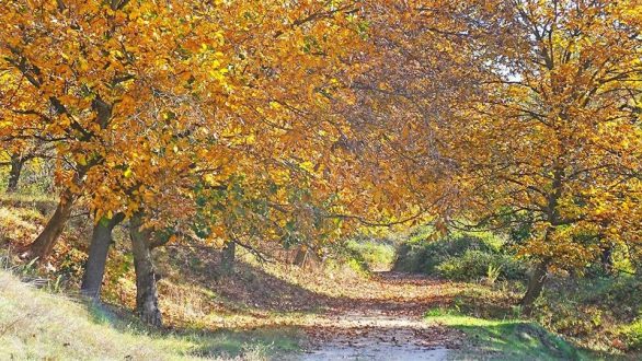 Το τραγούδι της εβδομάδας