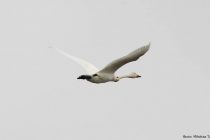 Νέες εντυπωσιακές παρατηρήσεις πουλιών από το Δέλτα του Έβρου