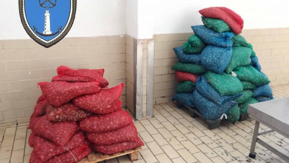 Αλεξανδρούπολη:Συνελήφθη 35χρονος ο οποίος προσπάθησε να διακινήσει 1.172 κιλά όστρακα