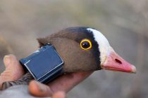 Ο ”Mr Blue” και η παρέα του στο Δέλτα του Έβρου