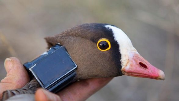 Ο ”Mr Blue” και η παρέα του στο Δέλτα του Έβρου