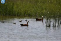 Ιός της γρίπης των πτηνών εντοπίστηκε σε ημιθανή βουβόκυκνο στο Δέλτα Έβρου