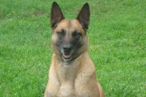 Αλεξανδρούπολη: Το αντίο των αστυνομικών στην Agnes, τον τετράποδο συνεργάτη τους