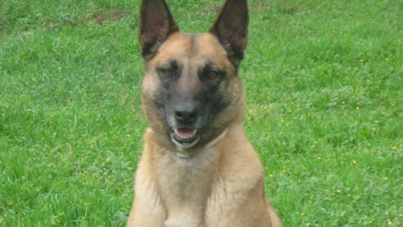 Αλεξανδρούπολη: Το αντίο των αστυνομικών στην Agnes, τον τετράποδο συνεργάτη τους