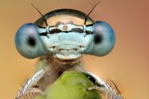 Έρευνα: Τα έντομα μειώνονται ραγδαία σε ολόκληρο τον κόσμο