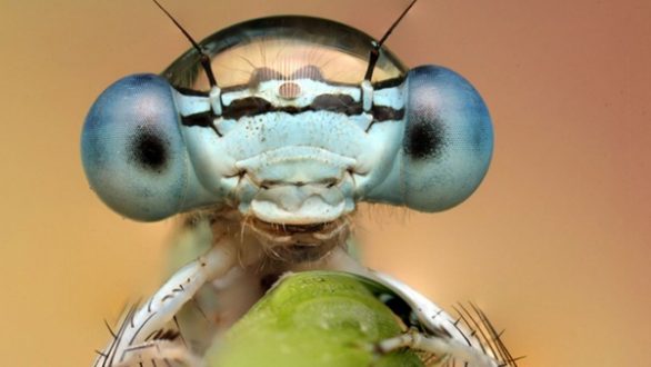 Έρευνα: Τα έντομα μειώνονται ραγδαία σε ολόκληρο τον κόσμο