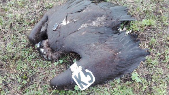 Νεκρός νεαρός Μαυρόγυπας από άγνωστα αίτια