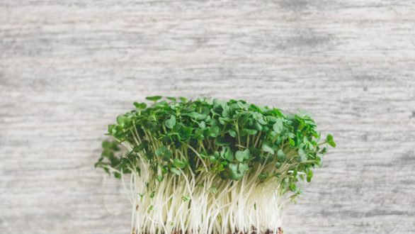 Πόσο οφελούν την υγεία τα ελληνικά αρωματικά φυτά