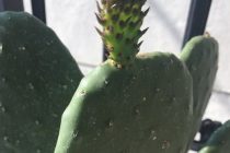 Δυναμώστε τα φυτά σας με οικονομικό τρόπο