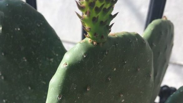 Δυναμώστε τα φυτά σας με οικονομικό τρόπο