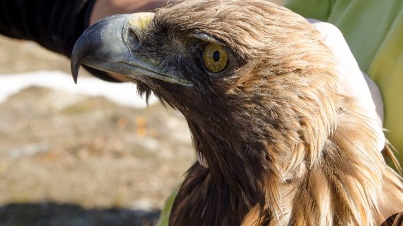Σπάνιος Χρυσαετός θύμα δηλητηρίασης στον Έβρο
