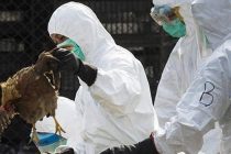 Κρούσματα γρίπης των πτηνών στη Βουλγαρία