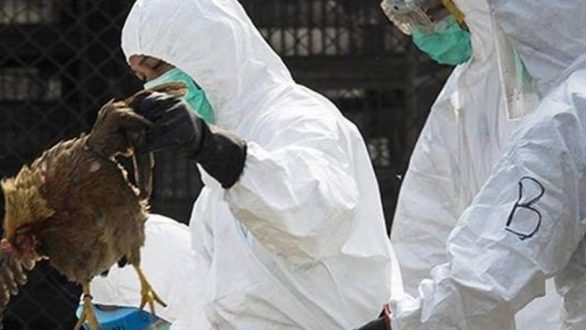 Βουλγαρία: Εστία γρίπης των πτηνών εντόπισαν οι Αρχές