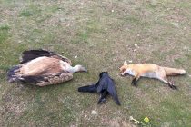 Νεκρά πέντε σπάνια αρπακτικά πουλιά σε μόλις ένα μήνα στη Θράκη