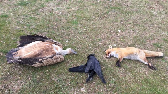 Νεκρά πέντε σπάνια αρπακτικά πουλιά σε μόλις ένα μήνα στη Θράκη