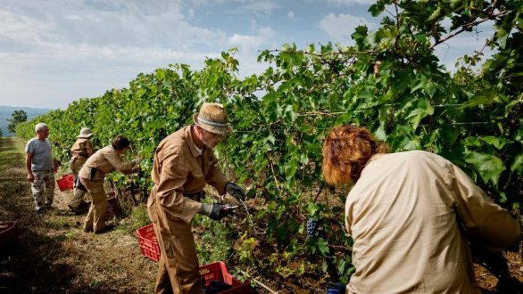 Νέα τμήματα αμπελουργίας και αγγλικών στο ΚΔΒΜ Αλεξανδρούπολης