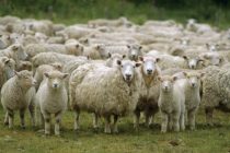 Η Διεύθυνση Κτηνιατρικής της ΠΑΜΘ ενημερώνει το καταναλωτικό κοινό για το Πάσχα