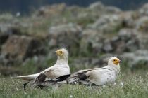 Γέμισε με γύπες το δάσος της Δαδιάς