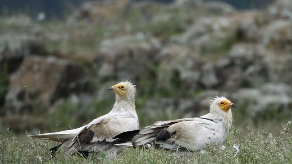 Γέμισε με γύπες το δάσος της Δαδιάς