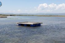 Εξέδρα αναπαραγωγής γλαρονιών στο Δέλτα του Έβρου