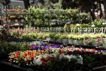 Ματαιώθηκε η Ανθοκομική Έκθεση Ορεστιάδας