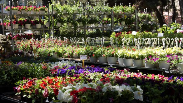 Ματαιώθηκε η Ανθοκομική Έκθεση Ορεστιάδας