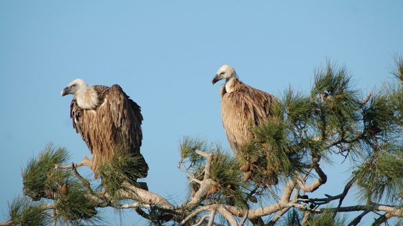 Απελευθέρωση Όρνιων στην “Ημέρα Βιοποικιλότητας”