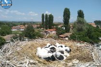 Με μεγάλη επιτυχία ολοκληρώθηκε το Φεστιβάλ Πελαργών