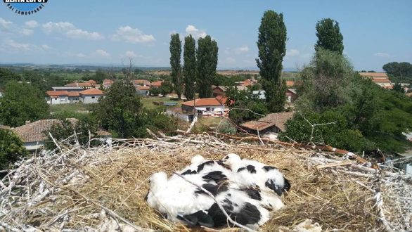 Με μεγάλη επιτυχία ολοκληρώθηκε το Φεστιβάλ Πελαργών